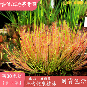哈伯瑞迪茅膏菜【食虫植物室内阳台驱蚊 植物粘虫纸盆栽捕虫草】