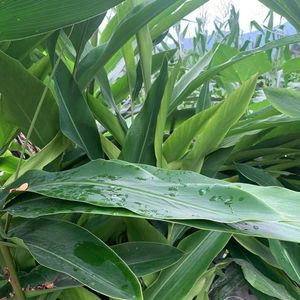 叶子苗福建红糖年糕福州莆田清特产红年糕白年糕年货番薯饺子叶