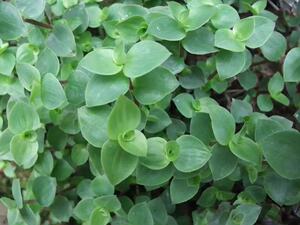 3棵装种苗台湾小叶金线莲金线兰金丝草金草香草花叶开唇兰金线风