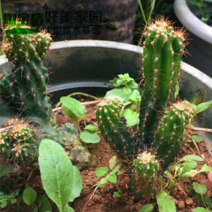 仙人山虎头罗汉山影拳仙人棒属耐旱好养小仙人棒子比万重山好看