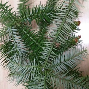 800人付款淘宝500克包邮杉树叶杉叶名茶园林绿景装饰