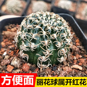 乌艳丸仙人球方便面软刺丽花球属室内防辐射开大红花多肉绿植盆栽