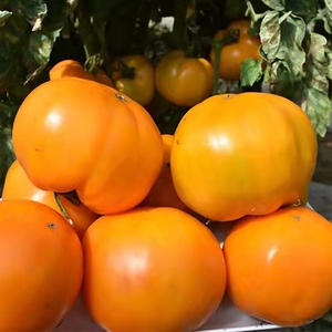 内蒙黄柿子 内蒙古巴彦淖尔市五原县特产