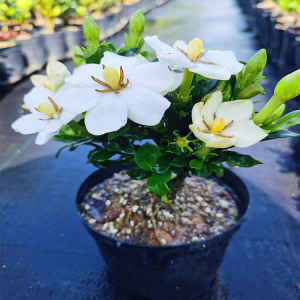 日本一寸法师栀子花丰花丰果盆景阳台好养单瓣结果盆栽掌中宝包邮