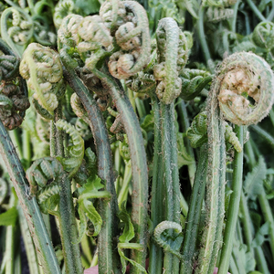 江西赣南特产新鲜现摘蕨菜凉拌菜2斤5斤野菜水龙爪菜 鲜嫩水蕨菜