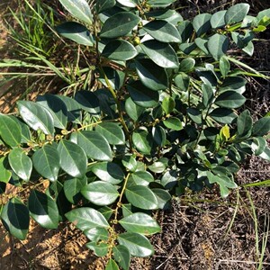 黑面神狗脚刺青凡鬼画符乌漆臼钟馗草铁甲将军夜兰茶锅盖仔四眼草