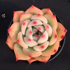 cindylovecole淘宝ak玛利亚多肉植物新款稀有超美阳台组合盆栽一物