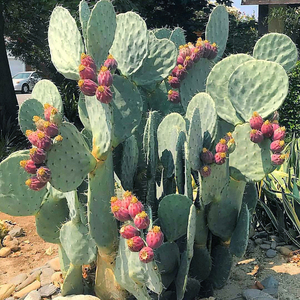 【大盆丸】9#明镜墨西哥圆镜仙人掌ins网红植物北欧稀有蓝色球体