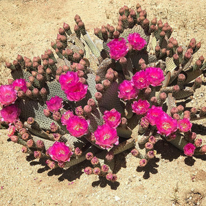 【海狸团扇】48#海狸鼠尾仙人掌团扇紫红花opuntiabasilariscauda