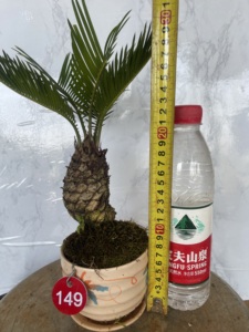 细长日本白鳞铁树小叶多头怪头矮霸手掌铁树盆景阳台客厅办公游戏