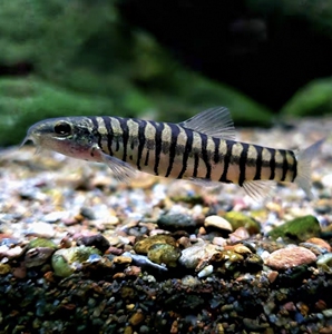 丽纹鳅云南鳅除藻鱼冷水鱼群游小鱼观赏鱼淡水