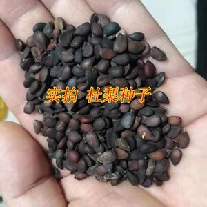 精选杜梨种子 棠梨籽 野梨子 土梨树种子 嫁接梨树砧木 林木种子