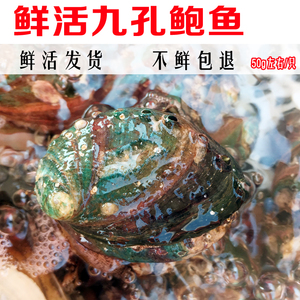九孔鲍鱼 连云港特产 单只1两50g左右大海鲜水产新鲜鲜活包邮食用