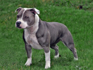 斯塔福斗牛梗短毛狗斯塔福犬幼犬活体大型犬