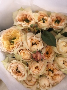 南园花间黄色蝴蝶泡泡玫瑰云南基地直发鲜花花材