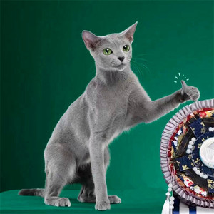 俄罗斯小蓝猫