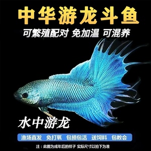 中国斗鱼无纹蓝游龙帝王蓝活体活鱼好养耐养淡水冷水观赏鱼免打氧
