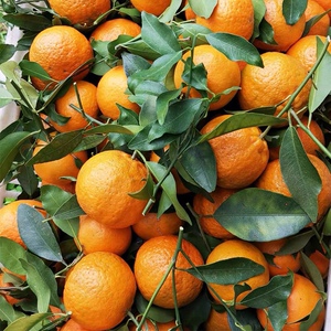 90t_1516699860288_0587淘宝湖北长阳清江岩松坪椪柑橘子当季新鲜