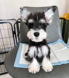 雪纳瑞幼犬小型犬黑银色雪纳瑞椒盐色雪纳瑞白色迷你雪纳瑞