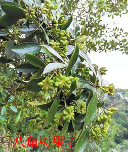 八角树新鲜现挖带根食用大料茴香庭院种植工程绿化苗木阳台盆栽