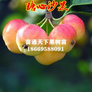 沙果苗沙果树苗盆栽地栽黄太平冰糖心果树苗南方北方种植当年结果