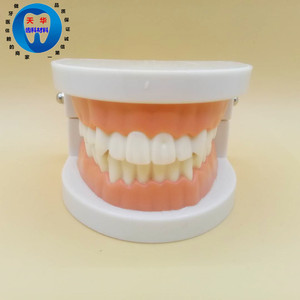 牙科 口腔 牙齿模型 教学模型 假牙模型 成人全口模型 标准模型