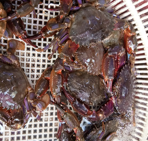 葫芦岛当天海捕赤甲红海鲜鲜活石蟹鲜活大花盖蟹鲜活石闸蟹石头蟹