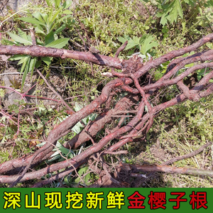 新鲜金樱子根现挖野生金樱子根皮红金英子老根脱骨单500克包邮