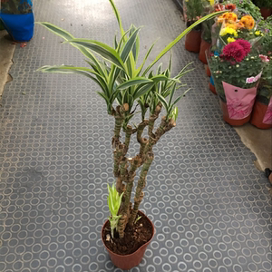 巴西美人杆盆栽室内绿植美人桩观茎观叶植物造型复古园艺盆景好养