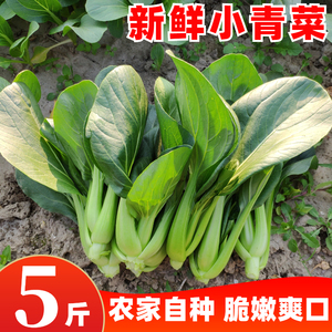 苏北农家新鲜苏州青小青菜鲜嫩小油菜当季露天时令蔬菜小白菜5斤
