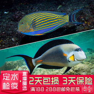 红海骑士红线纹吊波纹吊耳斑一字虎吊观赏鱼活体生物海水鱼缸静风