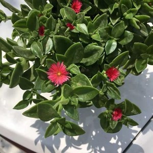 樱花吊兰心叶日中花牡丹吊兰金鱼吊兰口红吊兰绿植盆栽多肉植物