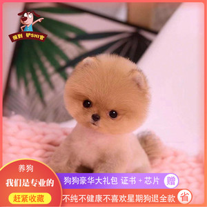 俊介犬茶杯犬纯种博美犬奶油色白色长不大小型宠物狗幼犬活体狗狗