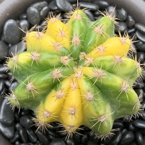 大豪丸锦 多肉植物 室内防辐射 栽闽邹精品仙人球