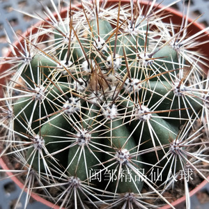 巨人柱 开花仙人球仙人掌 多肉植物 室内防辐射 栽闽邹精品仙人球