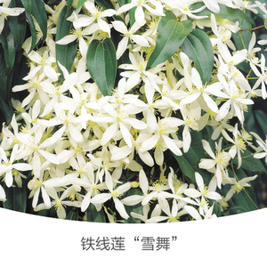 雪舞铁线莲