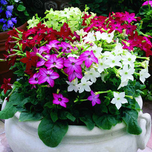 2022新品花苗烟草花苗成品花卉苗阳台庭院四季盆栽开花易种活小苗