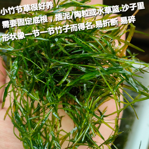 印度小竹节草水草满天星蜈蚣草造景虾缸无农药淡水易养很脆易碎