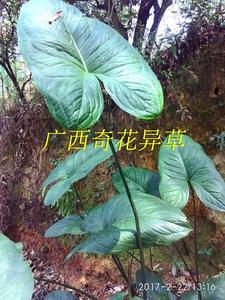 刺芋 有刺慈姑 有勒茨菇  勒藕