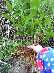九节茶 肿节风 鸡骨茶 草珊瑚