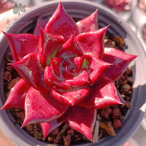 老马花园柏拉图多肉盆栽原始红檀汁罗宾云南肉肉花卉乌木东云