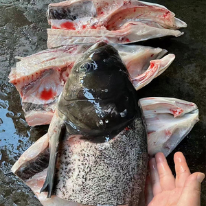 000人付款淘宝千岛湖鱼头有机胖头鱼鲜活花鲢鱼鳙鱼野生活鱼发货