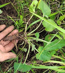 贵州蜘蛛香马蹄香养心莲老虎七鬼见愁豆鼓菜根九转香雷公七