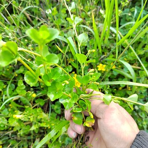 野中药材过路黄金钱草真针草 金银花走游草铺地莲