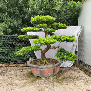 罗汉松盆栽小叶雀舌罗汉松绿植花卉室内造型树苗老桩阳台常青盆景