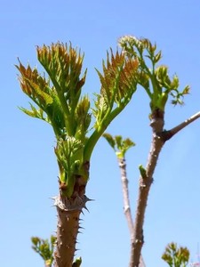 涛展驰百货店淘宝刺老芽树苗野生刺嫩芽树苗辽东楤木龙芽楤木鹊不踏