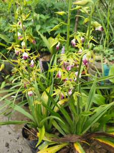 九子连环草棕叶七粉花小虾脊兰苗阳台庭院盆栽观赏花卉耐寒好养活