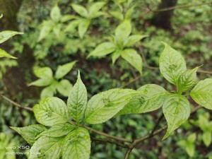 野生药材青荚叶叶上珠叶上花苗阳台庭院盆栽园林绿化观赏绿植包邮
