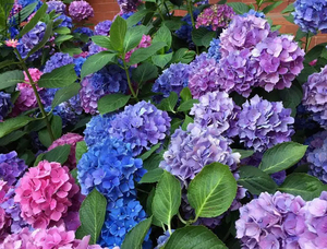 大花绣球无尽夏幻彩绣球2加仑多色多季开花