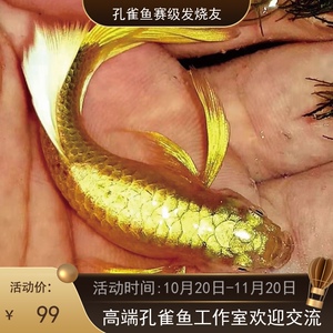 青岛齐敬孔雀鱼 泰国满磷黄金观赏热带鱼凤尾鱼小型鱼淡水活体邮